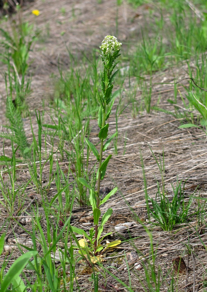 Image of Thlaspi arvense specimen.