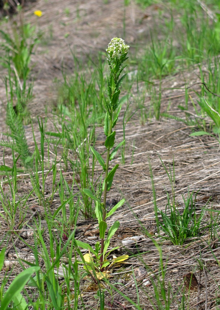 Image of Thlaspi arvense specimen.