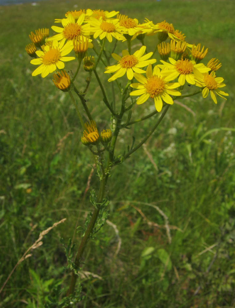 Изображение особи Senecio jacobaea.