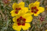 Rosa berberifolia