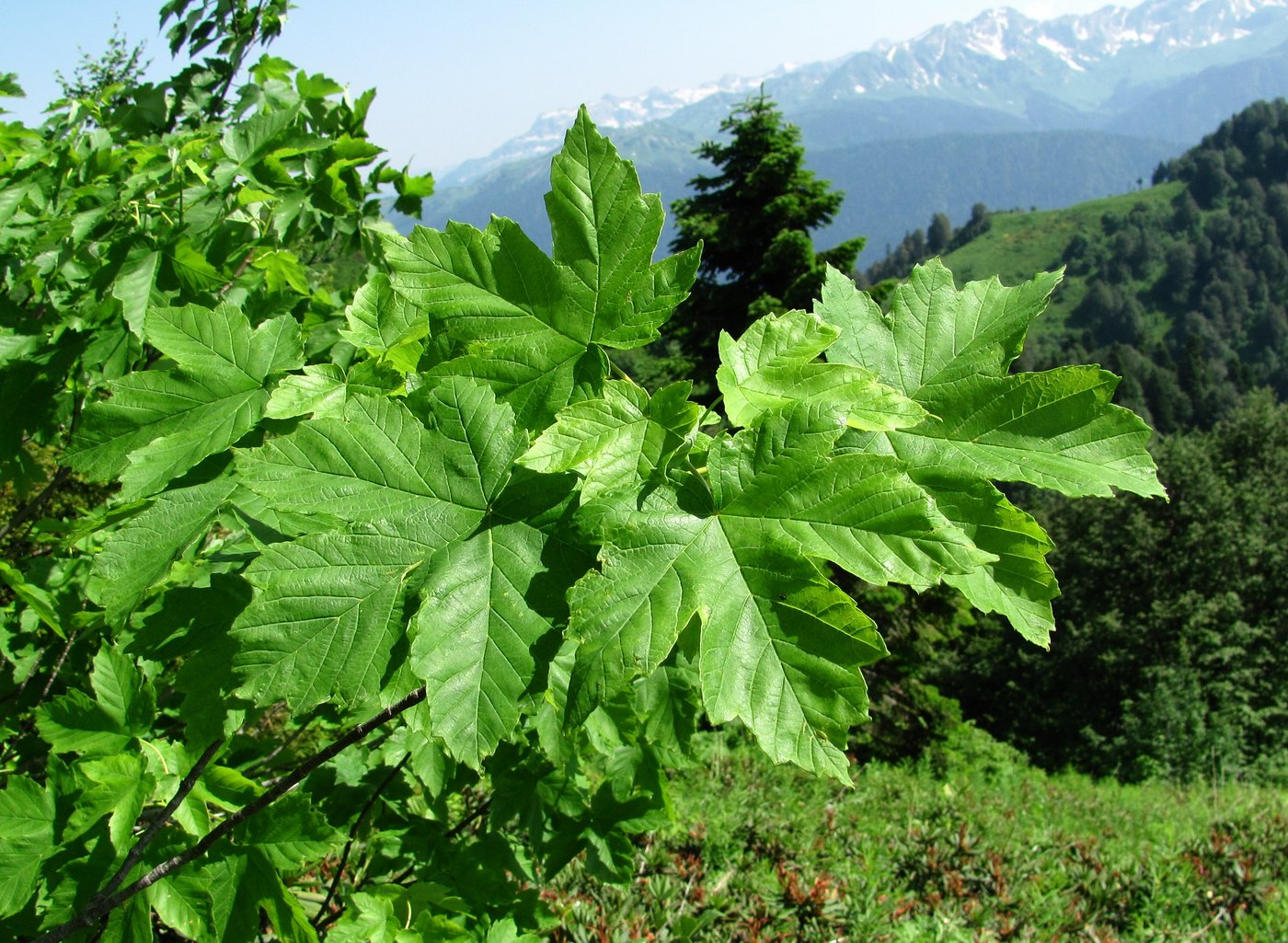 Image of Acer trautvetteri specimen.