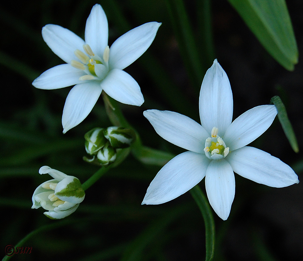 Image of Ornithogalum kochii specimen.