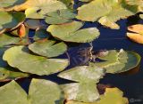 Nymphaea &times; marliacea