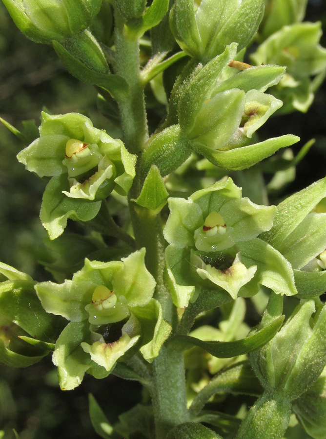 Image of Epipactis krymmontana specimen.