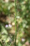 Tripleurospermum inodorum. Часть побега. Южный Казахстан, горы Алатау (Даубаба), Западное ущелье. 23.06.2014.