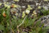 Dryas octopetala подвид subincisa. Раскрывающийся цветок. Свердловская обл., Карпинский городской округ, гора Серебрянский Камень, зона горной тундры на выс. 1100-1280 м н.у.м. 18.07.2015.