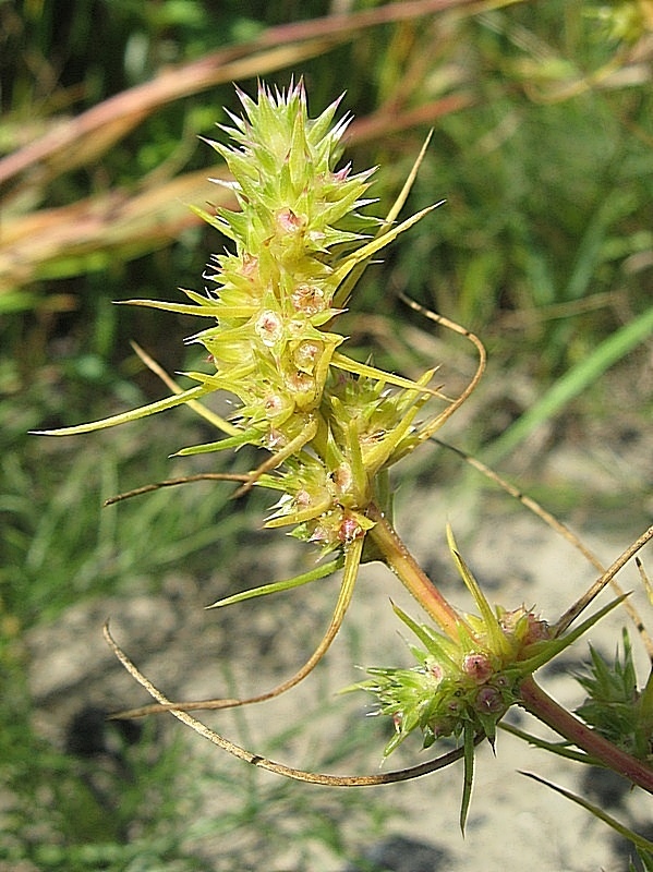 Изображение особи Salsola tragus.