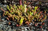 Sedum acre