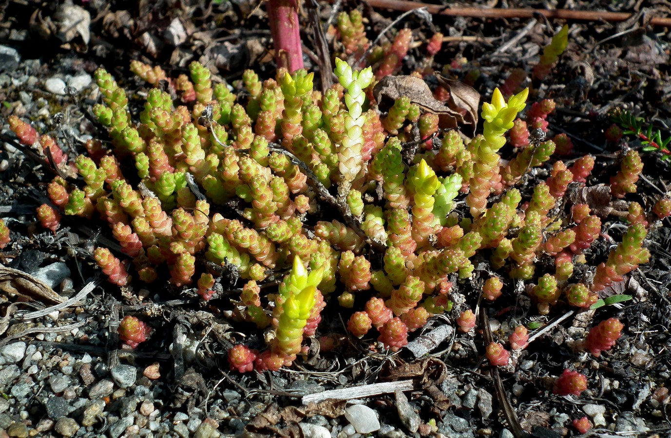 Изображение особи Sedum acre.