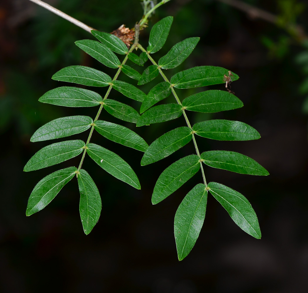 Image of Calliandra haematocephala specimen.