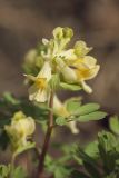 Corydalis bracteata