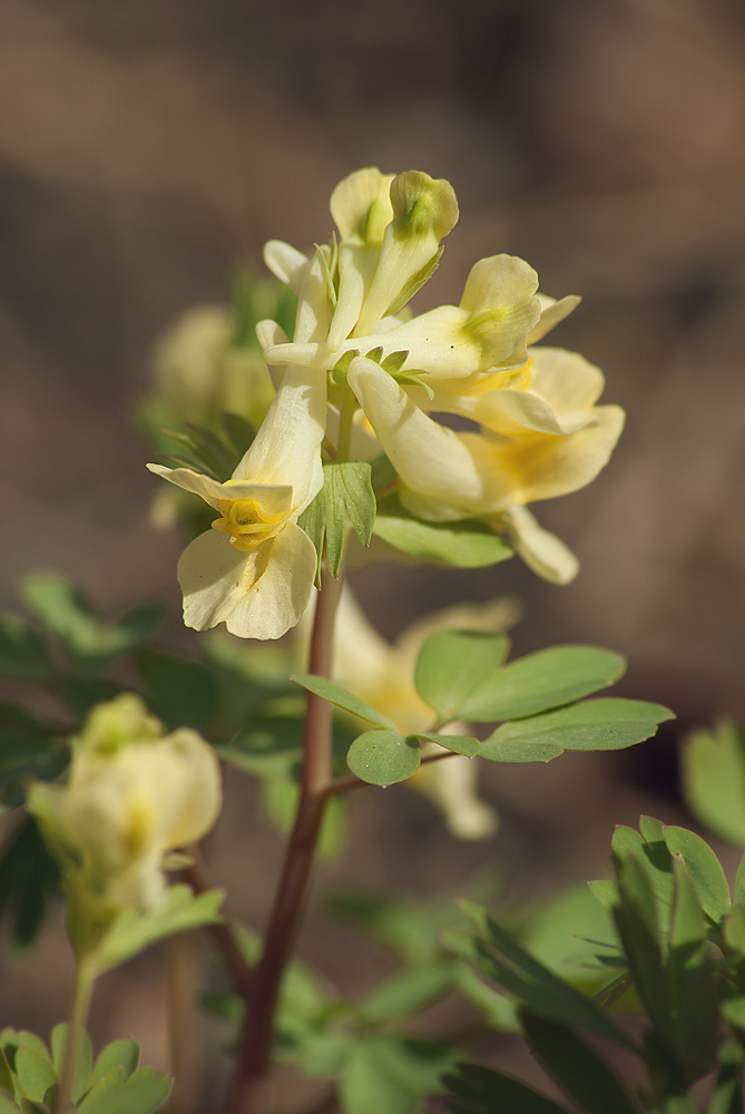 Image of Corydalis bracteata specimen.