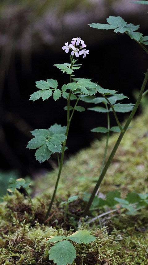 Изображение особи Cardamine macrophylla.