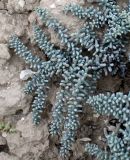 Suaeda microphylla