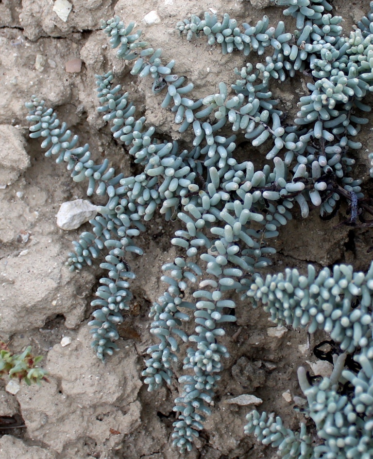 Image of Suaeda microphylla specimen.