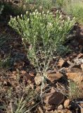 Acroptilon repens