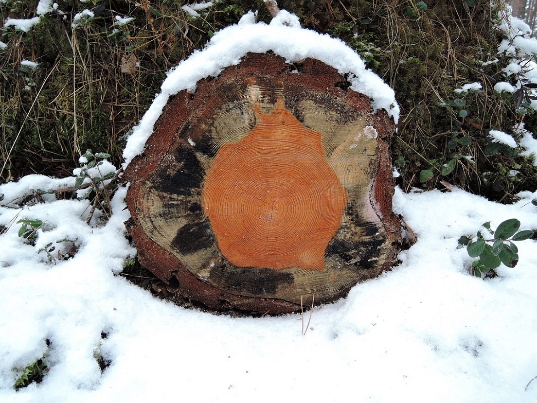 Изображение особи Pinus sylvestris.