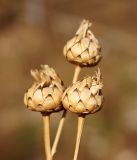 Centaurea adpressa. Сухие прошлогодние корзинки. Кыргызстан, Нарынская обл., левый берег р. Нарын, окр. с. Таш-Башат, вахтовый пос. гидростроителей. 21.04.2015.