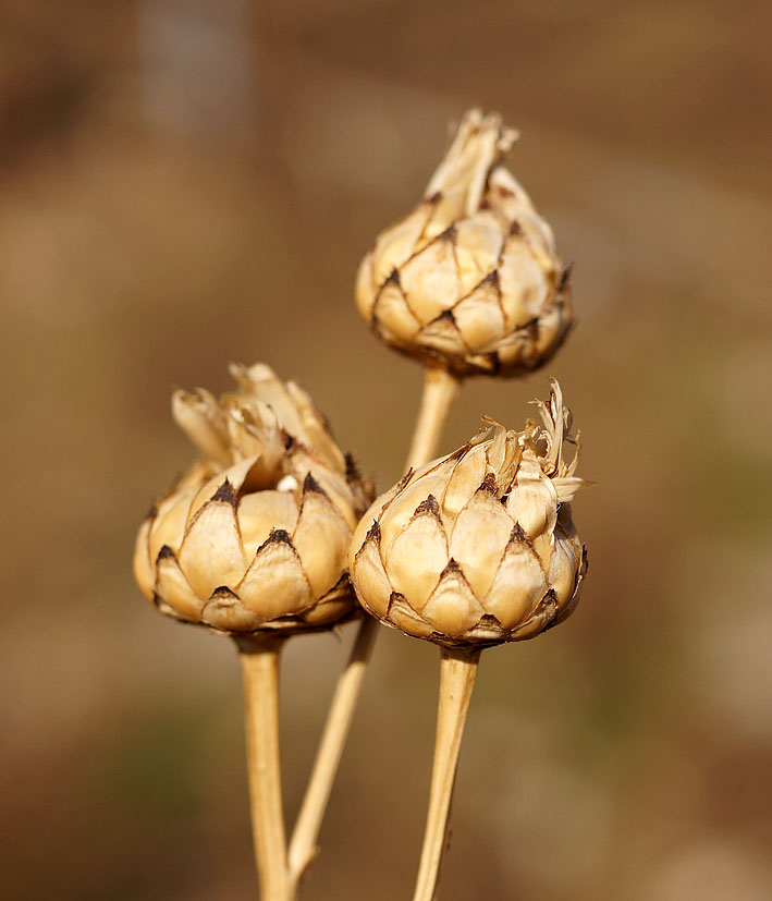 Изображение особи Centaurea adpressa.