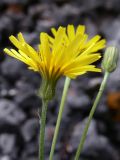 Crepis tectorum. Верхушка побега с соцветием. Свердловская обл., окр. г. Североуральск, подножие скал Грюнвальдта. 24.07.2014.