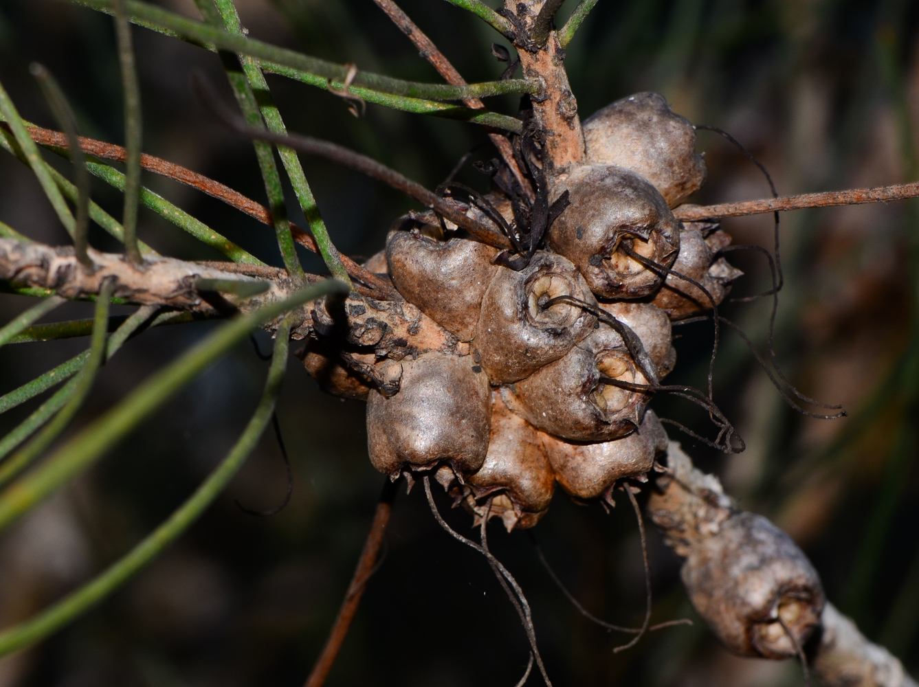 Изображение особи Calothamnus gilesii.