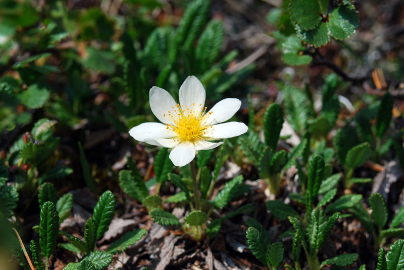 Image of Dryas oxyodonta specimen.