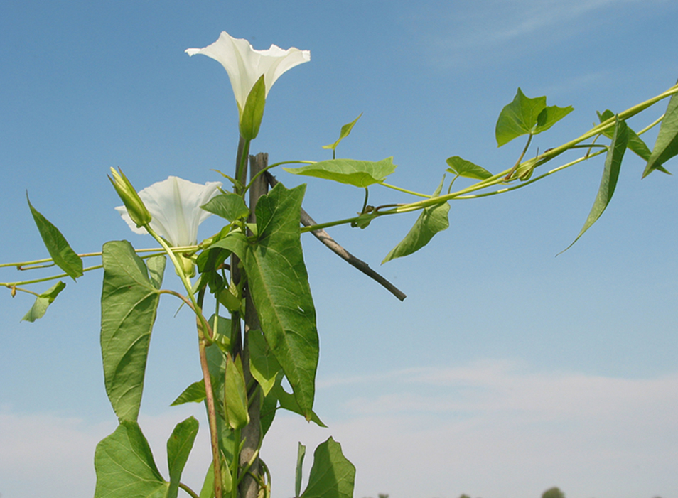 Image of Calystegia sepium specimen.