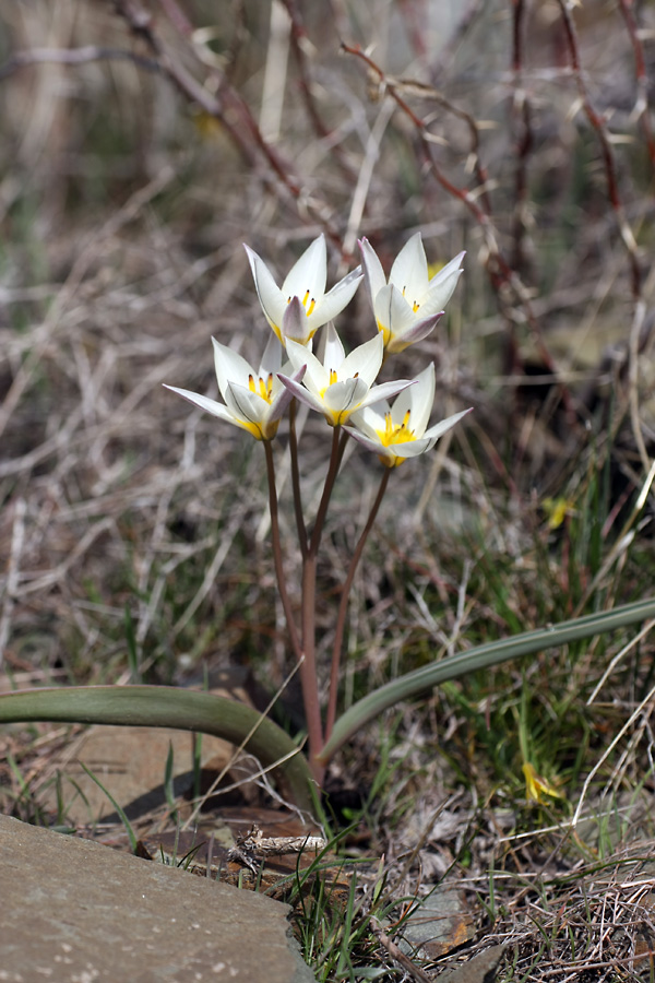 Изображение особи Tulipa orthopoda.