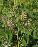 Glycyrrhiza soongorica