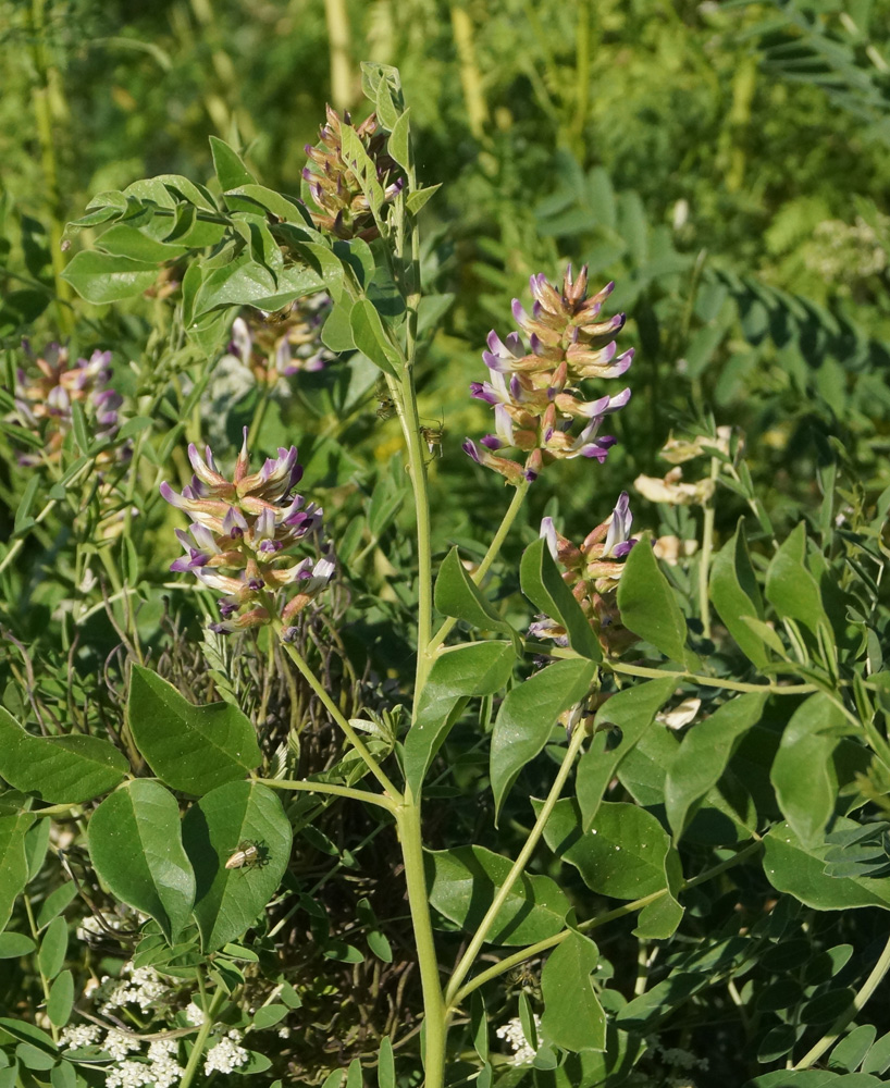 Изображение особи Glycyrrhiza soongorica.