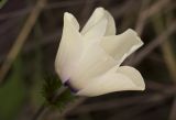 Anemone coronaria