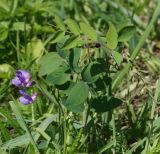Lathyrus humilis