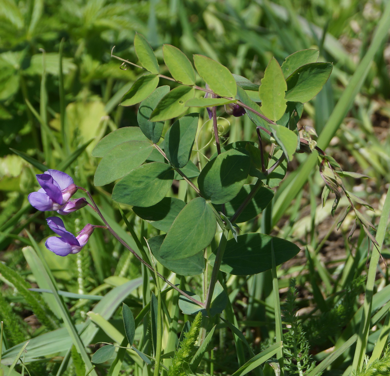 Изображение особи Lathyrus humilis.