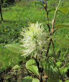 Fothergilla major