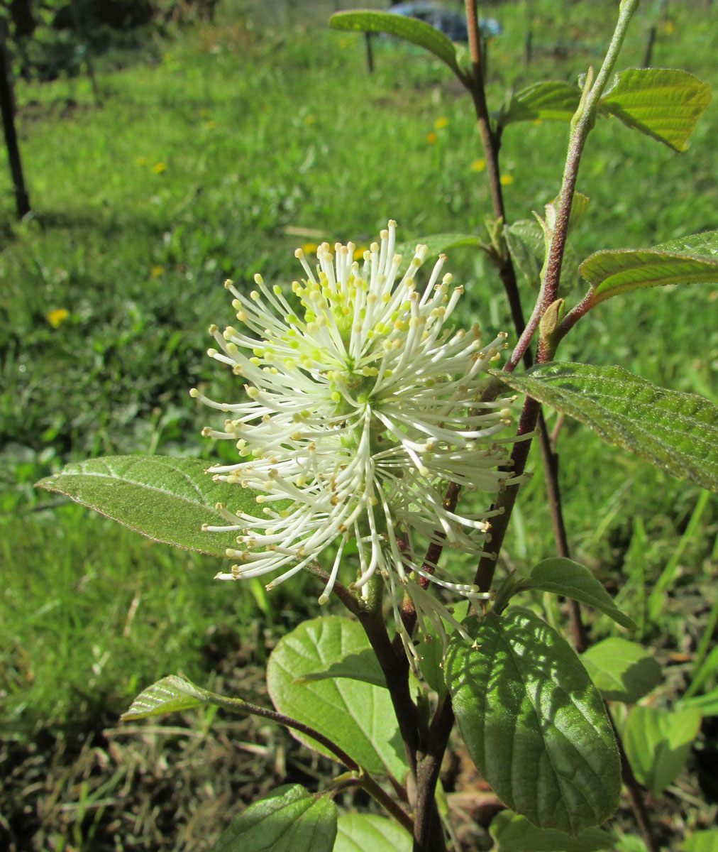 Image of Fothergilla major specimen.