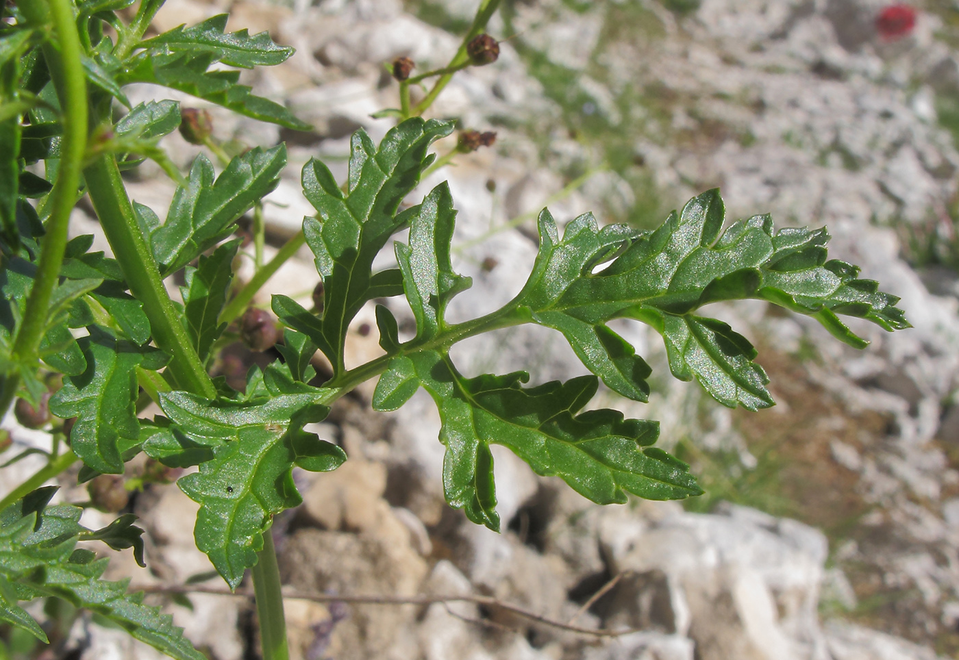 Image of Scrophularia olympica specimen.