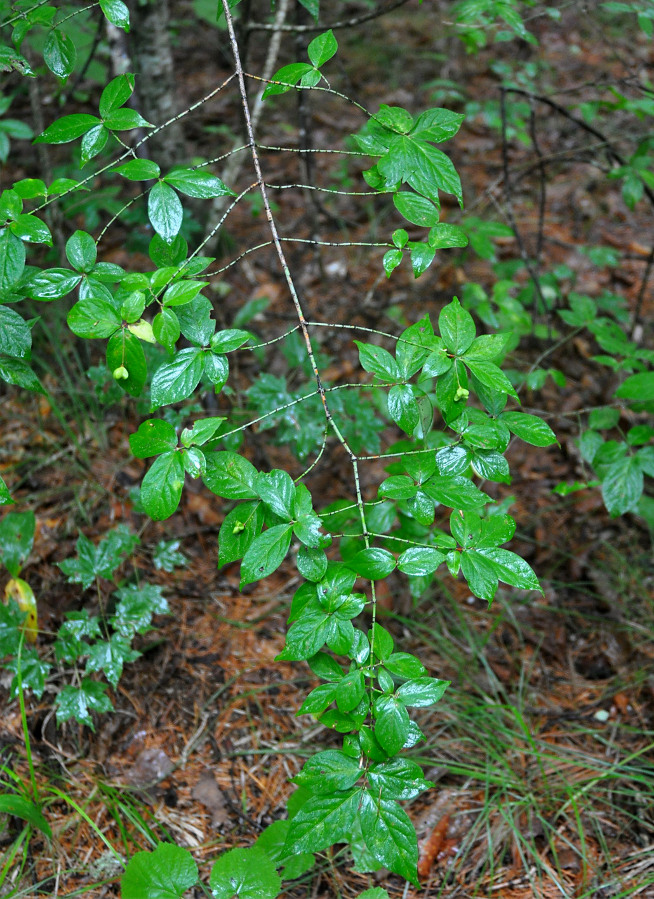 Изображение особи род Euonymus.