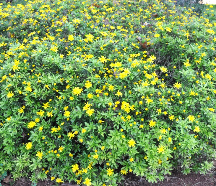Image of genus Euryops specimen.