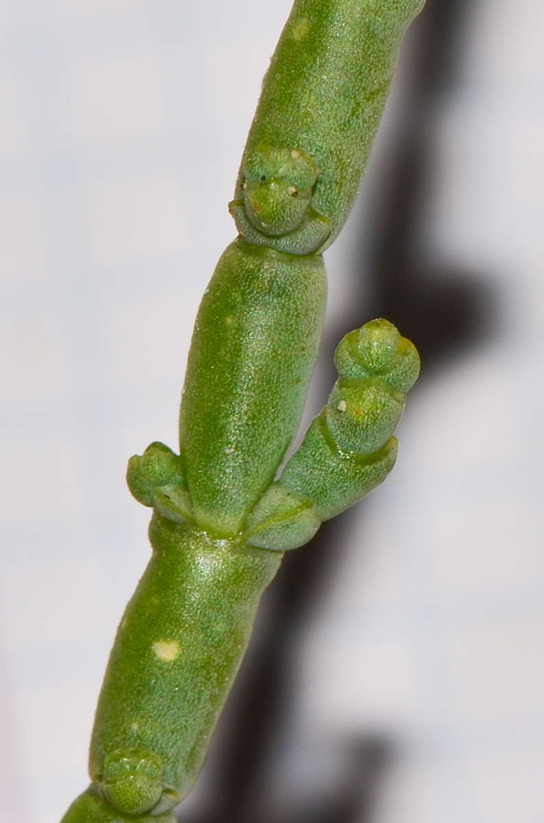 Image of Arthrocnemum macrostachyum specimen.