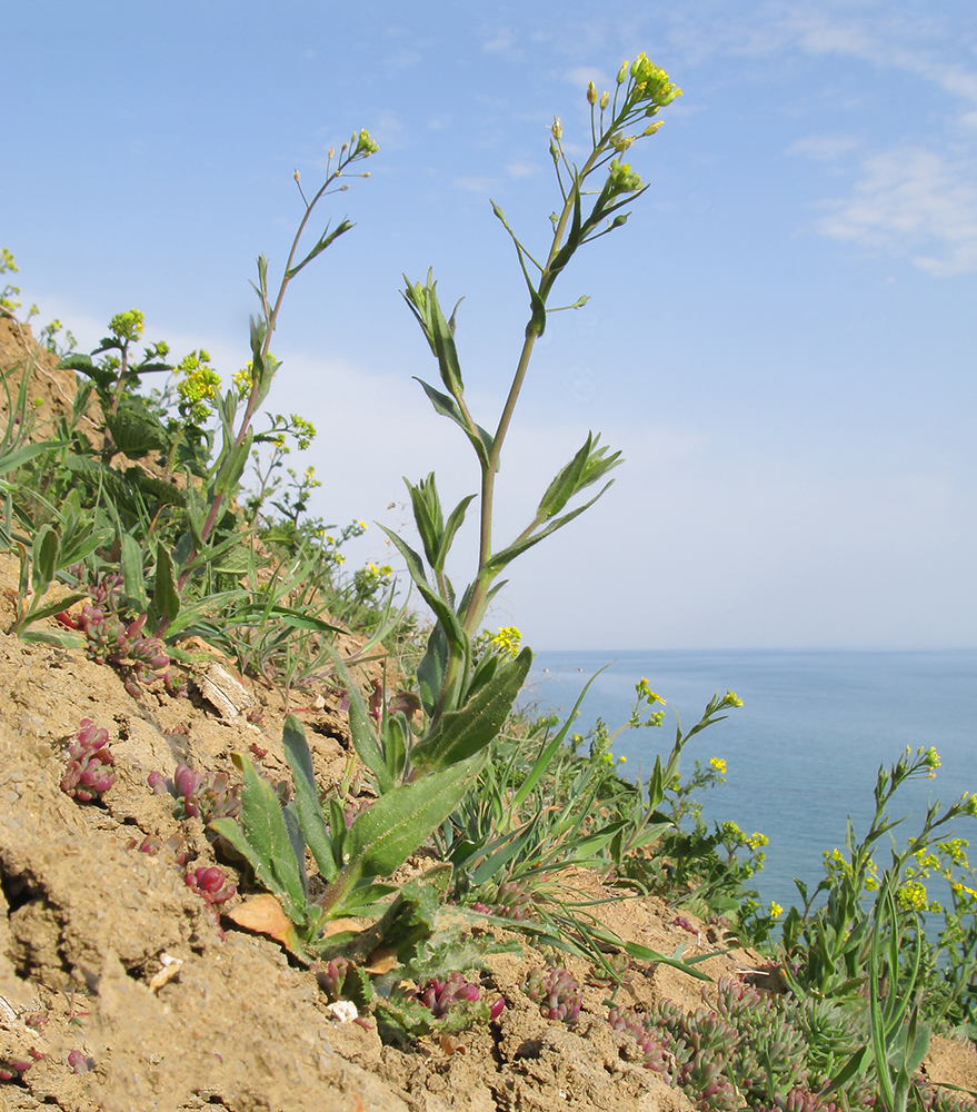 Изображение особи Camelina pilosa.