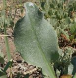 Limonium gmelinii