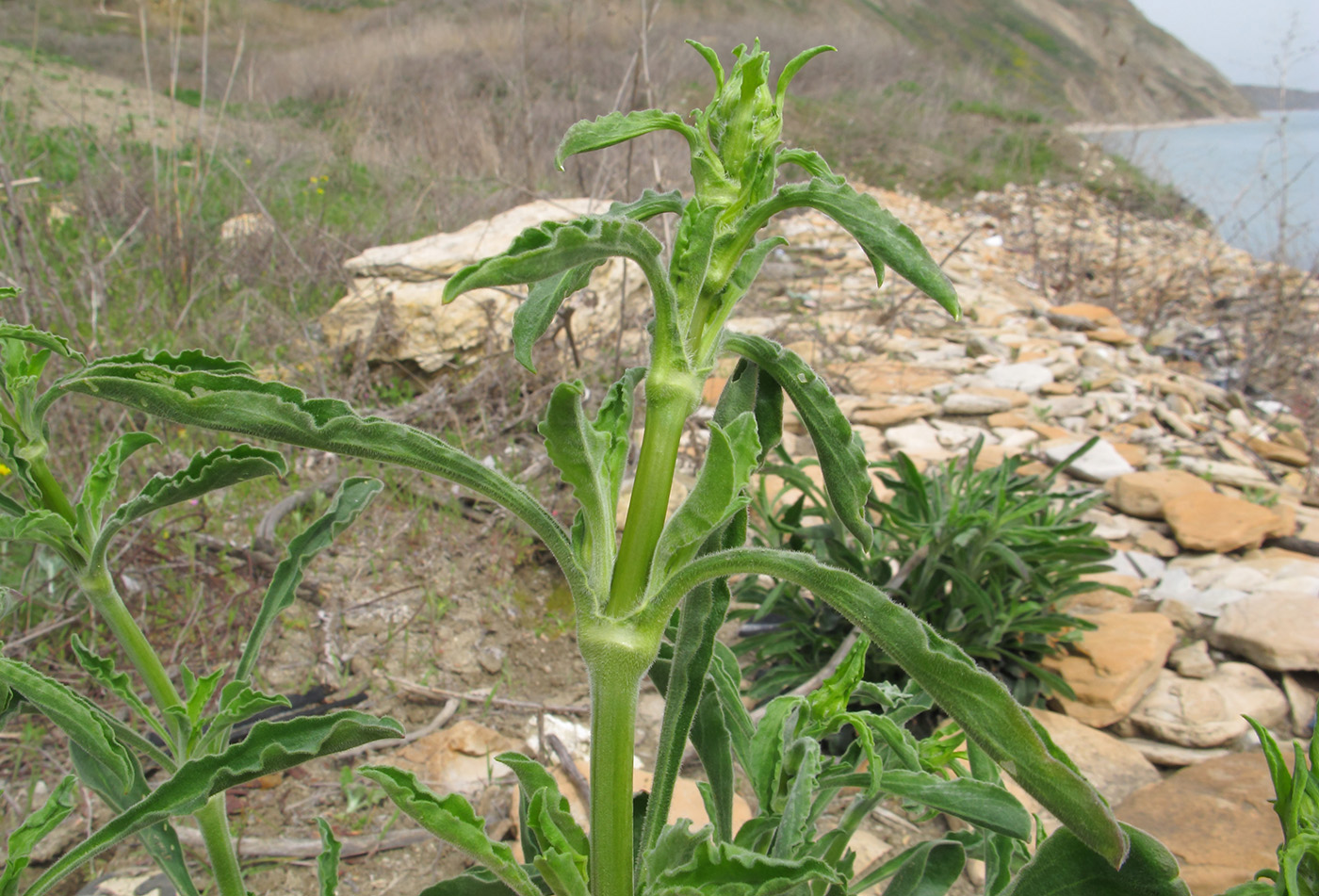 Image of Silene densiflora specimen.