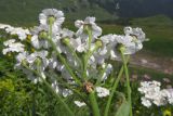 Achillea biserrata. Верхушка побега с соцветием. Адыгея, Кавказский биосферный заповедник, гора Гузерипль, ≈ 2100 м н.у.м., субальпийский луг на склоне горы. 26.07.2015.