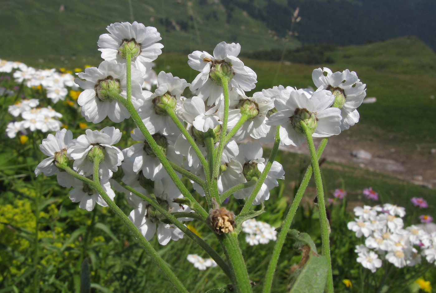 Изображение особи Achillea biserrata.