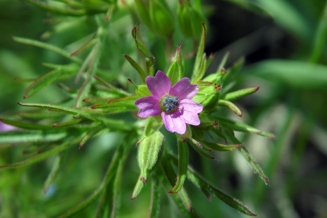 Изображение особи Geranium dissectum.