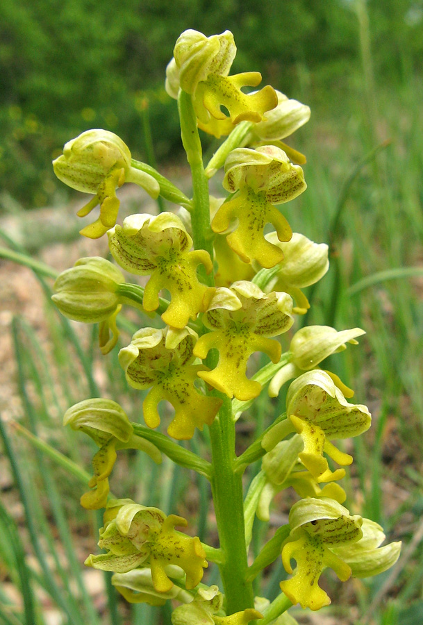 Изображение особи Orchis punctulata.