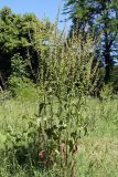 Rumex drobovii