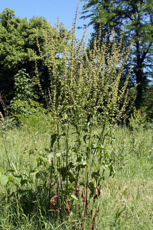 Image of Rumex drobovii specimen.