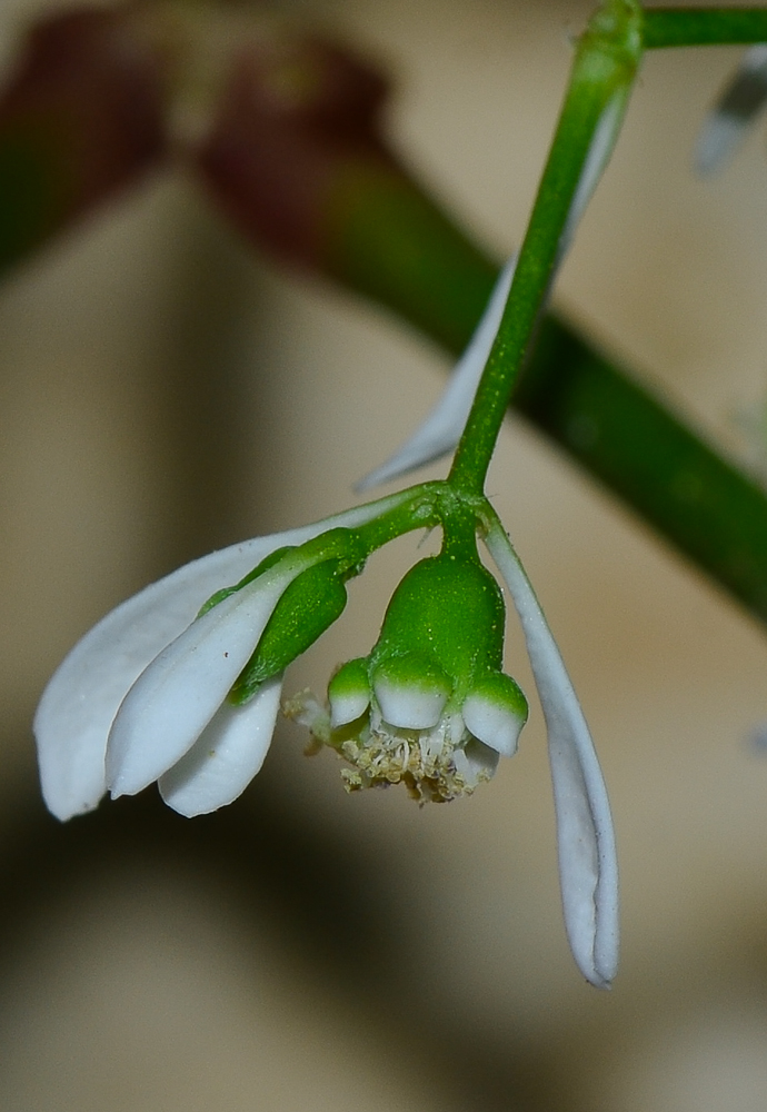 Изображение особи Euphorbia graminea.