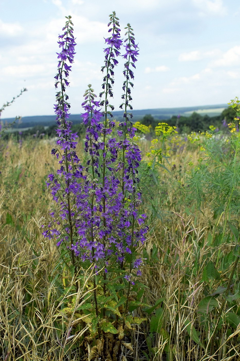 Изображение особи Campanula &times; spryginii.